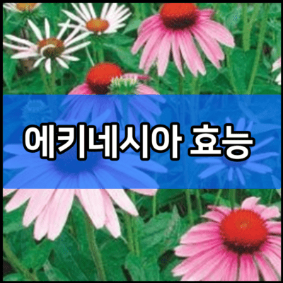 에키네시아 효능