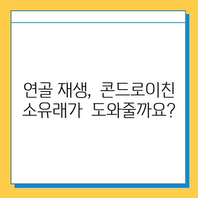 관절 연골 보호를 위한 콘드로이친 소유래 후기| 솔직한 사용 경험 공유 | 관절 건강, 연골 재생, 건강 기능 식품, 솔직 후기