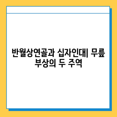 반월상연골 파열 vs 십자인대 파열| 치료법 비교 및 차이점 | 무릎 부상, 운동, 재활