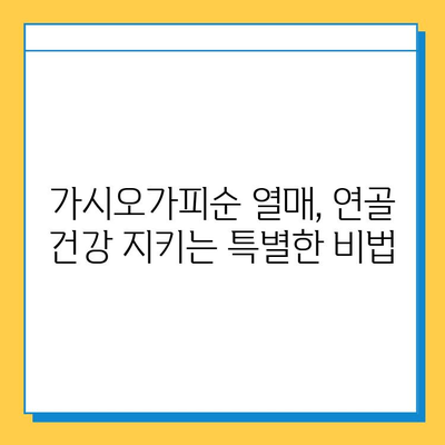 가시오가피순 열매, 연골 건강을 위한 복합 관리의 핵심 | 가시오가피, 연골, 관절 건강, 효능, 복합 관리