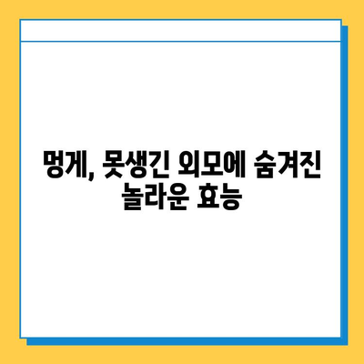 못난이 멍게| 연골 강화 영양 덩어리, 당신은 알고 있었나요? | 멍게 효능, 연골 건강, 영양 정보