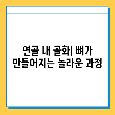 연골 내 골화의 진행 단계| 4단계 상세 분석 | 연골, 골화, 성장판, 뼈 형성