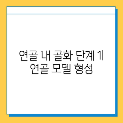 연골 내 골화의 진행 단계| 4단계 상세 분석 | 연골, 골화, 성장판, 뼈 형성