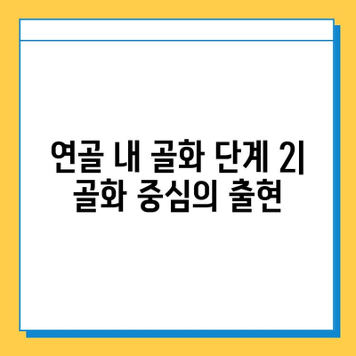 연골 내 골화의 진행 단계| 4단계 상세 분석 | 연골, 골화, 성장판, 뼈 형성