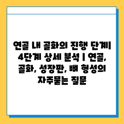 연골 내 골화의 진행 단계| 4단계 상세 분석 | 연골, 골화, 성장판, 뼈 형성