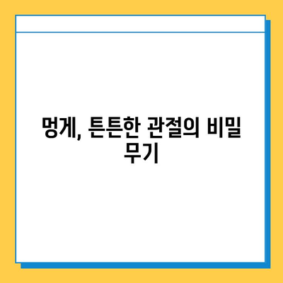 멍게의 놀라운 연골 강화 효과| 건강한 관절을 위한 선택 | 멍게 효능, 연골 건강, 관절 건강, 콜라겐