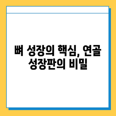 연골 성장판| 해부학적 구조 탐구 | 성장판, 골격 성장, 조직학, 의학