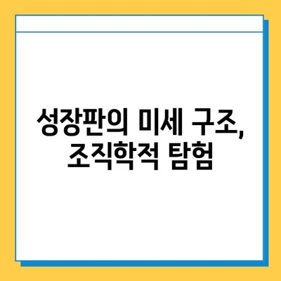 연골 성장판| 해부학적 구조 탐구 | 성장판, 골격 성장, 조직학, 의학