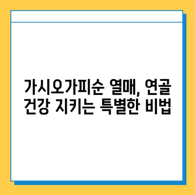 가시오가피순 열매의 연골 건강 관리 효과| 복합적인 효능과 함께 | 가시오가피, 연골, 건강, 효능, 복합 관리