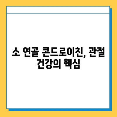 소 연골 콘드로이친, 관절 건강 지키는 비밀 | 관절 건강, 연골 보호, 콘드로이친 효능