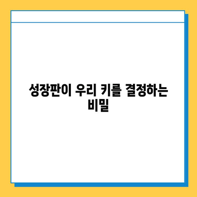 연골 성장판과 성인 키, 어떤 관계일까요? | 성장판, 키 성장, 성인 키, 성장판 닫힘