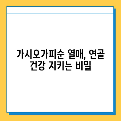 가시오가피순 열매| 연골 건강 관리의 핵심 | 관절 건강, 연골 보호, 가시오가피 효능