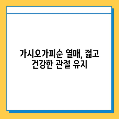 가시오가피순 열매| 연골 건강 관리의 핵심 | 관절 건강, 연골 보호, 가시오가피 효능