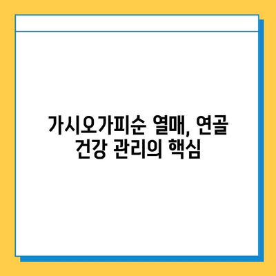 가시오가피순 열매| 연골 건강 관리의 핵심 | 관절 건강, 연골 보호, 가시오가피 효능