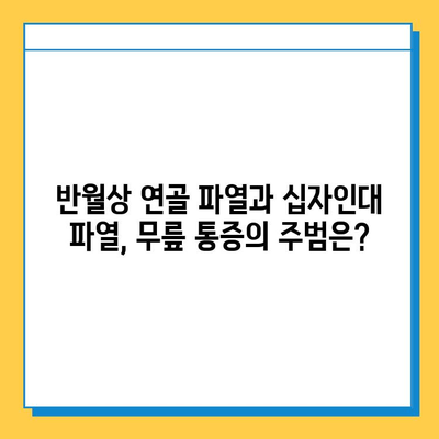 반월상 연골 파열 vs 십자인대 파열| 어떤 차이가 있을까요? | 무릎 부상, 치료법, 재활