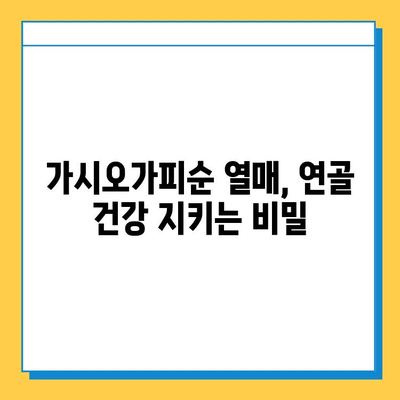 가시오가피순 열매 효능과 연골 건강 관리| 5가지 핵심 정보 | 가시오가피순, 연골, 관절 건강, 효능, 관리법