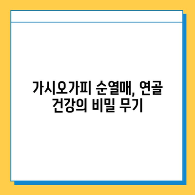 가시오가피 순열매, 연골 건강 지키는 특별한 비밀 | 관절 건강, 연골 관리, 가시오가피 효능