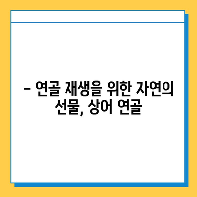 관절염 증약| 상어 연골이 효과적인 이유 | 관절염, 연골 재생, 통증 완화, 건강 정보