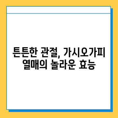 가시오가피 열매의 효능, 연골 건강 지키는 특별한 비밀 | 건강, 관절, 자연, 면역, 항산화