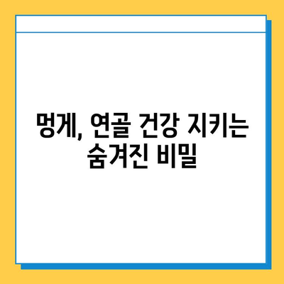 멍게의 놀라운 효능| 연골 건강을 위한 숨겨진 비밀 | 멍게, 연골, 관절 건강, 영양