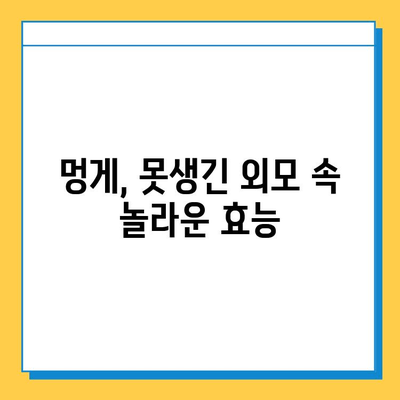 멍게가 된 