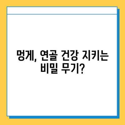 연골 건강, 멍게가 지켜줄까요? | 연골 강화, 영양제, 멍게 효능, 관절 건강