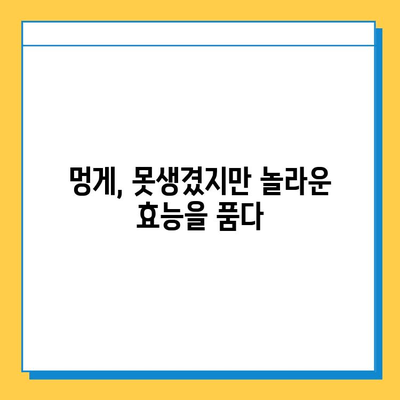 못난이 멍게의 놀라운 비밀| 연골 강화 효과를 위한 영양소 대탐험 | 멍게 효능, 연골 건강, 관절 건강, 영양 정보