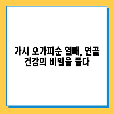 가시 오가피순 열매의 효능| 연골 건강 지키는 특별한 비밀 | 연골 관리, 관절 건강, 가시 오가피, 오가피순