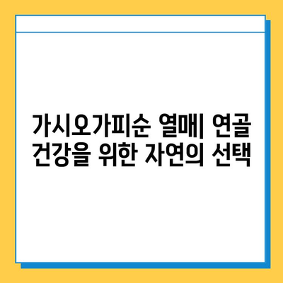 가시오가피순 열매| 연골 건강을 위한 복합 관리의 중요성 | 관절 건강, 연골 재생, 자연 성분