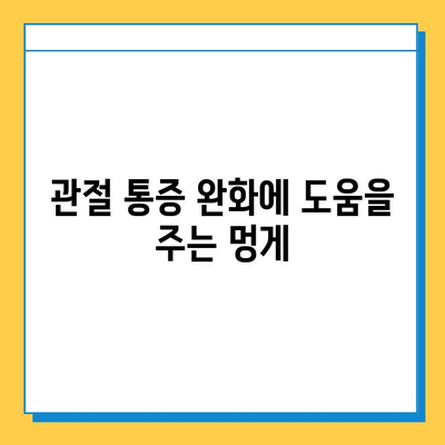 못난이 멍게, 연골 건강 지키는 영양 챔피언 | 멍게 효능, 연골 강화, 콜라겐, 관절 건강