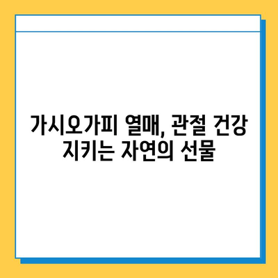 가시오가피 열매 효능| 관절 건강 위한 복합 관리의 지혜 | 관절 통증, 연골 건강, 면역력 강화, 자연 건강법