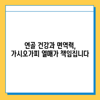 가시오가피 열매 효능| 관절 건강 위한 복합 관리의 지혜 | 관절 통증, 연골 건강, 면역력 강화, 자연 건강법