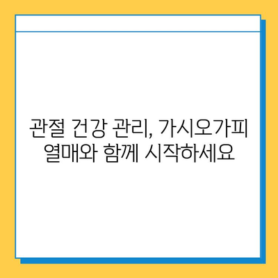 가시오가피 열매 효능| 관절 건강 위한 복합 관리의 지혜 | 관절 통증, 연골 건강, 면역력 강화, 자연 건강법