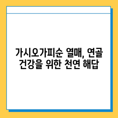 가시오가피순 열매| 연골 건강을 위한 복합 관리의 핵심 | 연골 건강, 관절 건강, 가시오가피, 건강 관리, 천연 성분